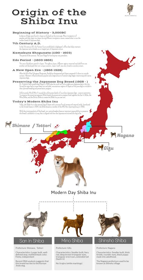 Shiba Inu History And Origins My First Shiba Inu