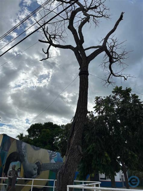 S Mbolo Cultural E Hist Rico Da Cidade P De Cedro Morre Em Coxim