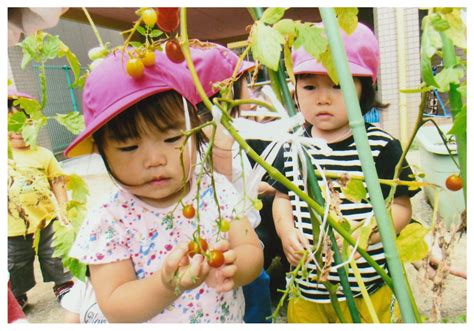 夏野菜の収穫｜お知らせ｜社会福祉法人 明石恵泉福祉会