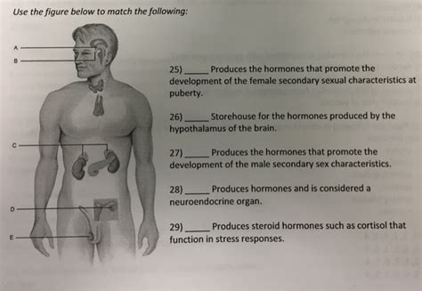 Solved Use The Figure Below To Match The Following Chegg