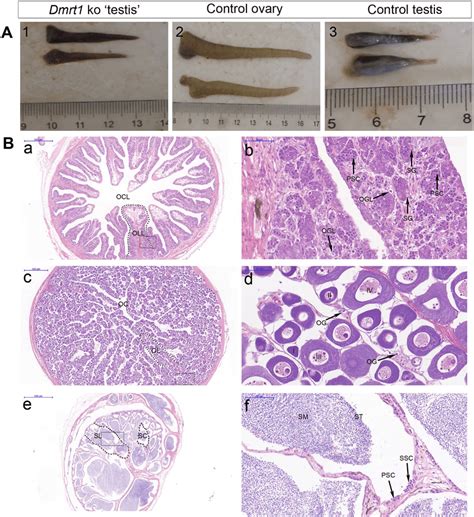 Effects Of Dmrt1 Disruption On Gonad Phenotype Sex Differentiation Download Scientific