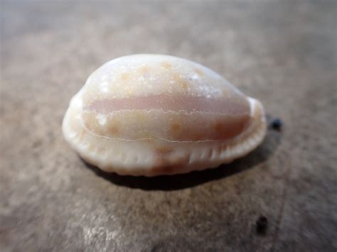 Eroded Cowry From Tulamben Kubu Karangasem Regency Bali Indonesia