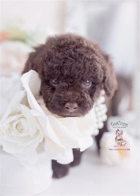 Chocolate Toy Poodles | Teacup Puppies & Boutique