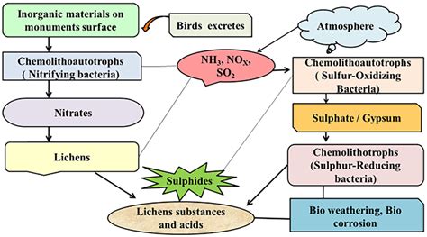 Diagrammatic Representation Of Lichens Mediated Biodeterioration Of