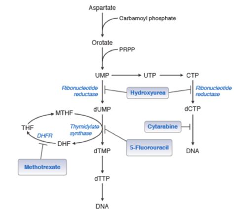 Purine and Pyrimidine Synthesis/Inhibitors Flashcards | Quizlet