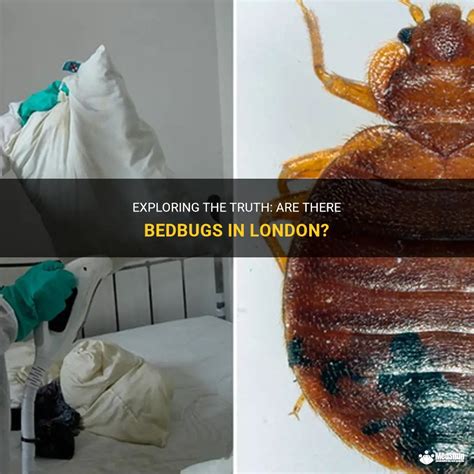 Exploring The Truth Are There Bedbugs In London Medshun