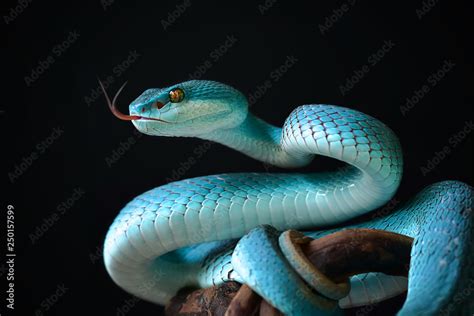 Blue Insularis Snake Stock Photo Adobe Stock