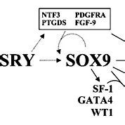 Genetic Pathway Of Mammalian Sex Determination In The Xy Gonad Solid