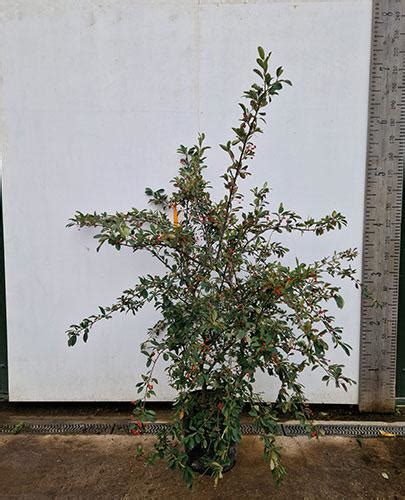 Cotoneaster Lacteus Late Cotoneaster Milkflower Cotoneaster