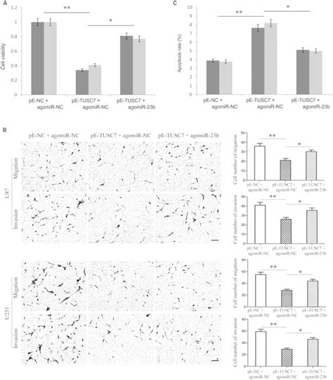 Over Expression Of Mir B Partly Reversed Tusc Induced Inhibition Of