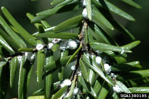 Hemlock Woolly Adelgid Adelges Tsugae