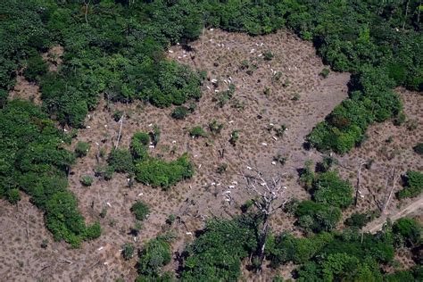 The Amazon Rainforest Under Threat