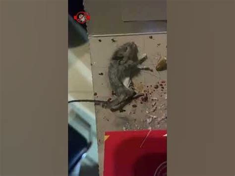 АНТИТАРАКАН домик - это клеевые ловушки с надежным липким слоем 👌🏼 Wb ...