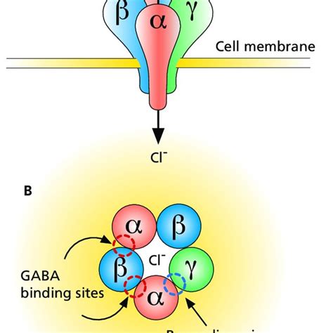 Pdf Elucidating Gabab And Gabab Receptor Functions In Anxiety Using