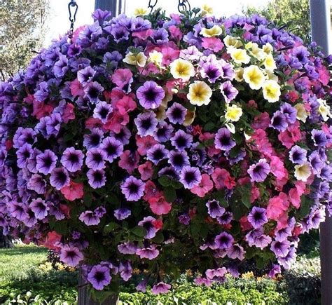 PETUNIA CASCADE Mix Trailing Hanging Pots Planters Annual Etsy Canada