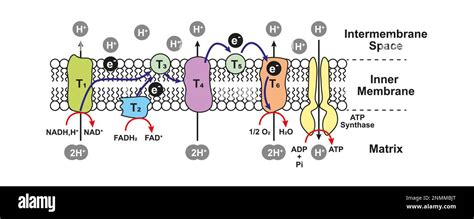 Oxidative phosphorylation, illustration Stock Photo - Alamy