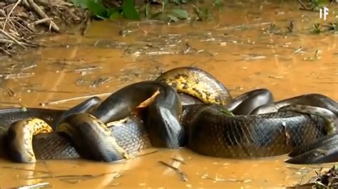 Titanoboa vs Anaconda - What Are the Differences?