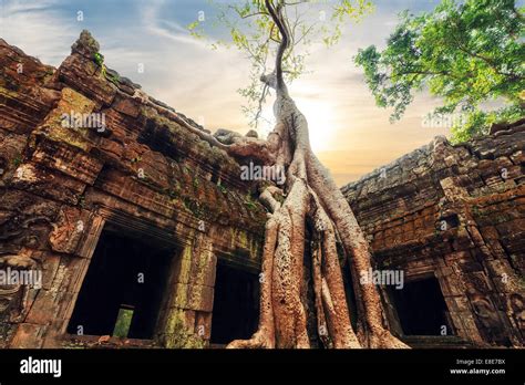 La Antigua Arquitectura Khmer Ta Prohm Templo Con Gigantes Banyan Tree