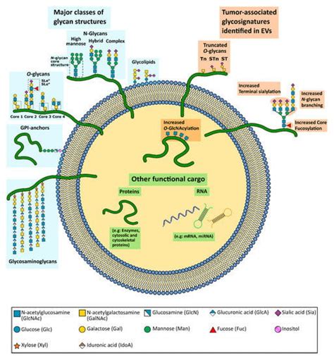 Cells Free Full Text Glycosylation Of Cancer Extracellular Vesicles