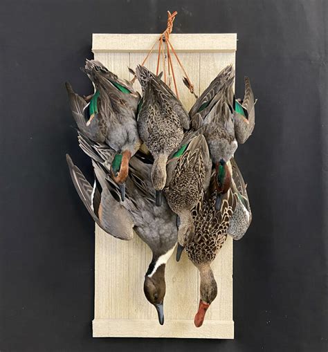 Bluebill Duck Mounts