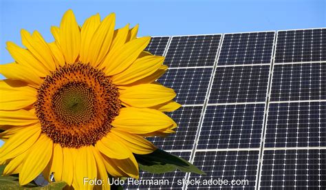 Klimakrise Mit Sonnenblumen Gesellschaft Meistern Solarserver