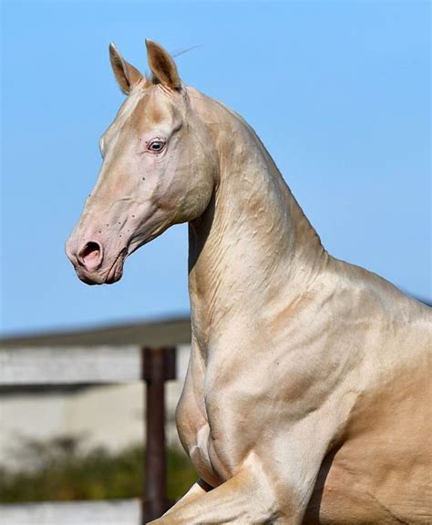 Cremello Akhal Teke | Ахал теке, Фотографии лошадей, Смешные фотографии ...