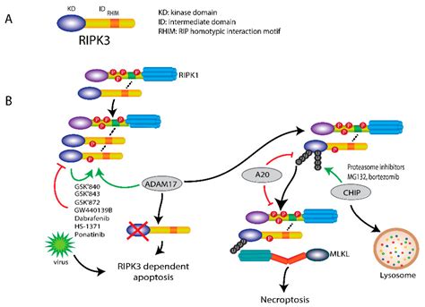 Cells Free Full Text Molecular Insights Into The Mechanism Of