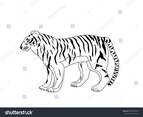 Hand Drawn Isolated Tiger Silhouette Outline 库存矢量图（免版税）1085400749 ...