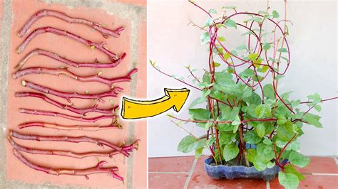 How To Grow Malabar Spinach From Supermarket Cuttings A Simple Guide