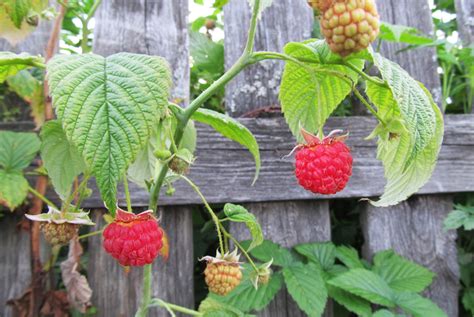 How To Grow Raspberries Thompson And Morgan