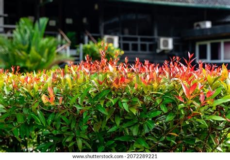 Syzygium Australe Tree Morning Sunlight Syzygium Stock Photo 2072289221