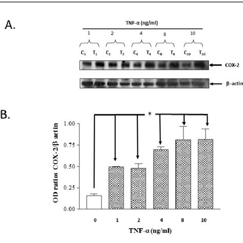 Western Blot Analysis Showing Tnf α Concentration Dependent Induction Download Scientific