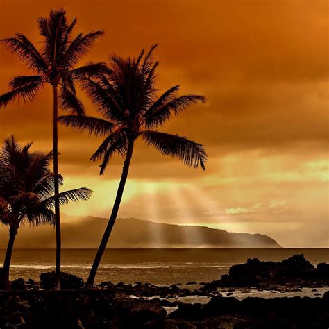 🔥 [40+] Tropical Sunset Wallpapers Free | WallpaperSafari