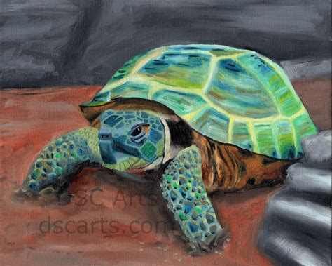 Tortoise Painting At Explore Collection Of