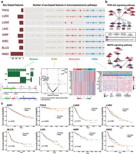 The Sex Biased Molecular Features In Immunosenescence Pathways Across Download Scientific