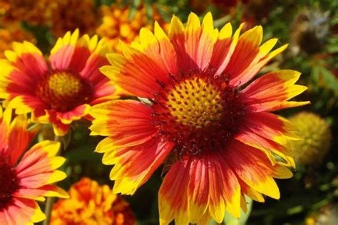 25 Best Fall Flowers For A Beautiful Autumn Garden The Homestead Guide