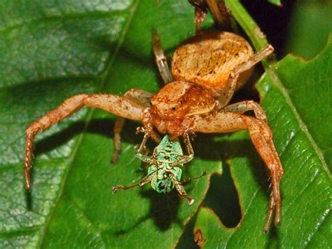 Thomisidae ~ Detailed Information | Photos | Videos