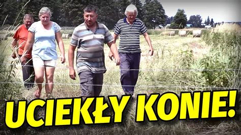 Rolnicy Podlasie Uciekły konie Andrzej sprawdza ogrodzenie YouTube