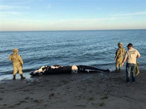 Encuentra Profepa Cría De Ballena Muerta En San Felipe Bc Excélsior