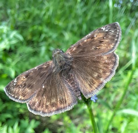 Horace S Duskywing From Washington LA 70589 USA On May 5 2024 At 05