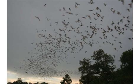 Scientists use night vision to save bats