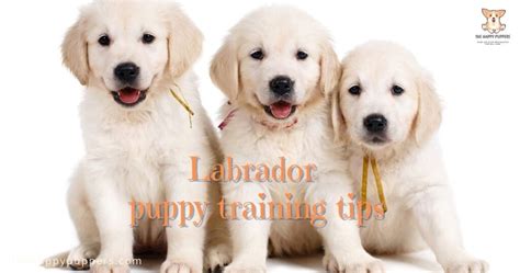 Tips for training a Labrador puppy - The Happy Puppers