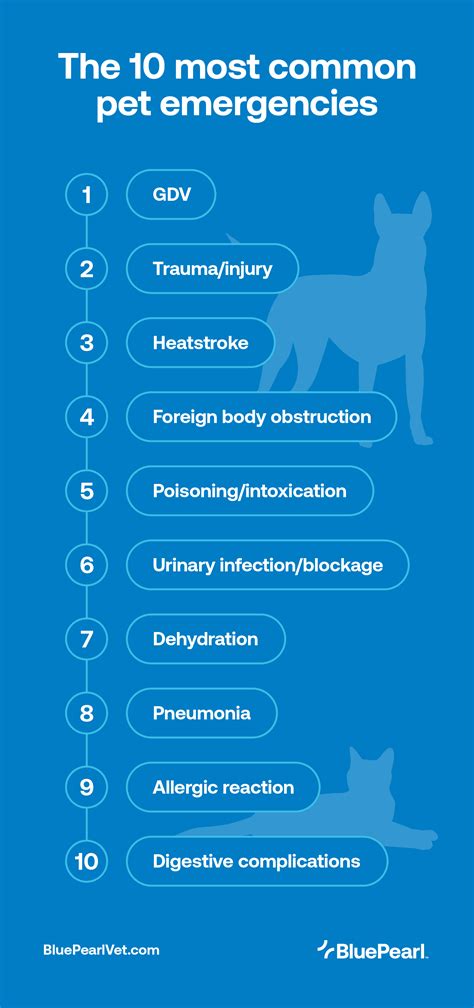What’s Wrong with My Pet? The 10 Most Common Pet Emergencies and