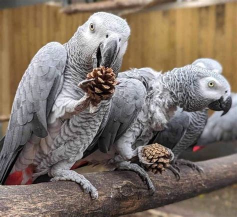 爆粗鸚鵡教壞同類反爆紅 英動物園「隔離薰陶」行動升級 星島日報