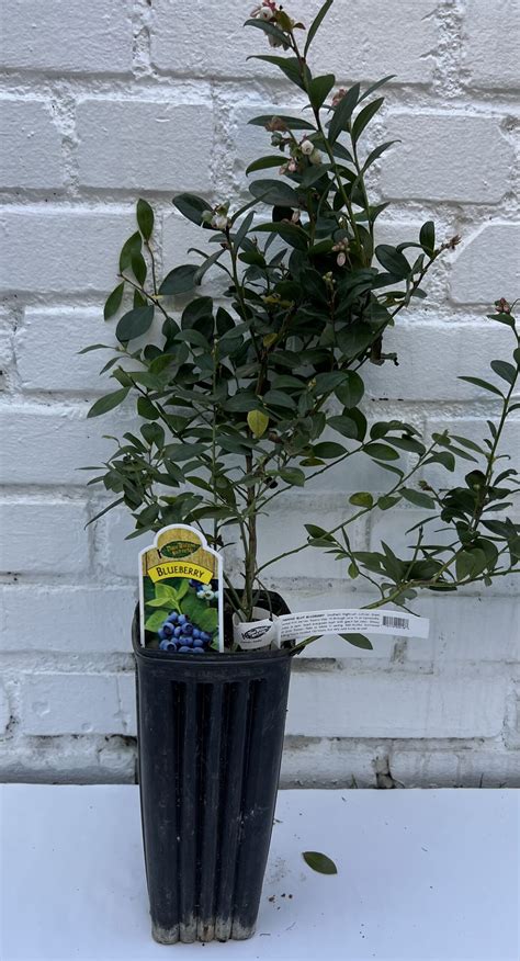 Blueberry Plant