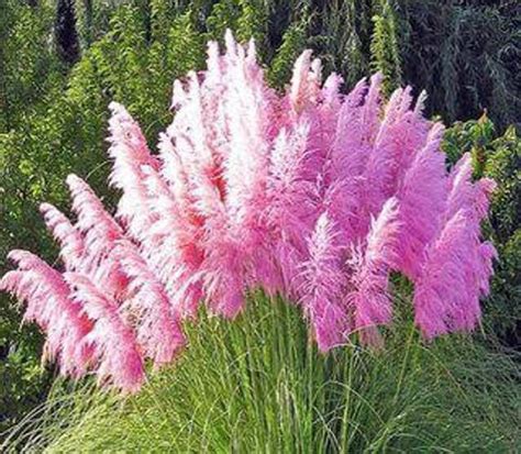 Pink Pampas Grass Seeds White Pampas Grass Seeds Cortaderia Sellona