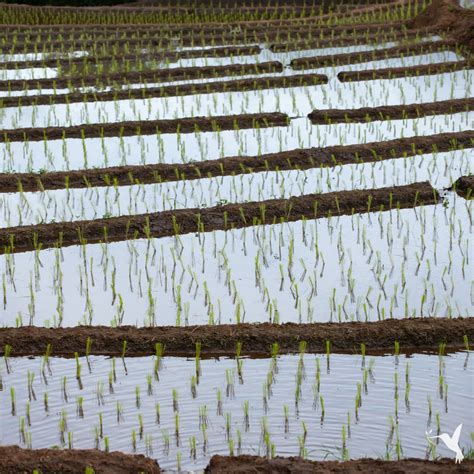 Filipino Rice Farmers: What We Can Learn from their Struggle ...