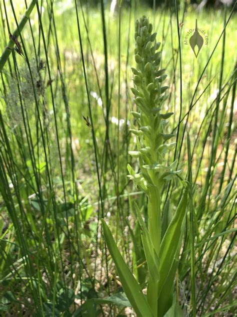 Aboutorchids Blog Archive Native Colorado Orchids In Bloom