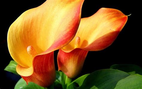 Calla Lily Yellow Orange Leaves Petals Flower Hd Wallpaper Peakpx