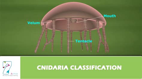 Classification Of Phylum Cnidaria